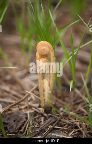 Farn Wedel uncurling. Farnspitzen in der Frühjahrssaison unfurling. Stockfoto