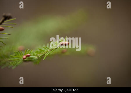 Fichte Zweige mit Knospen in die Frühjahrssaison. Isoliert auf braunem Hintergrund verschwommen. Stockfoto