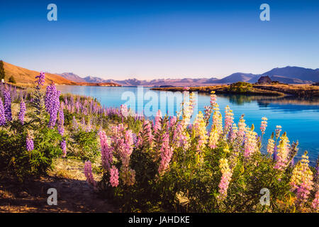 Landschaftsansicht Lake Tekapo, Berge und Lupin Blumen in bunten verträumte Stil, Südalpen, Neuseeland Stockfoto