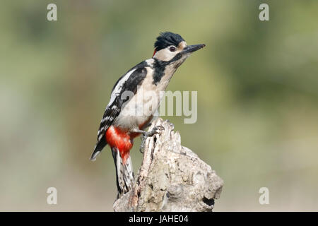 Buntspecht (Dendrocopos großen) Erwachsenen thront auf Baumstumpf, Rumänien Stockfoto
