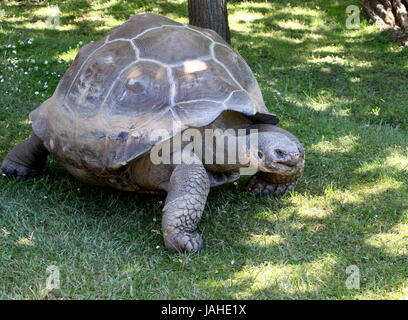 Galapagos-Riesenschildkröte (Chelonoidis Nigra). Stockfoto