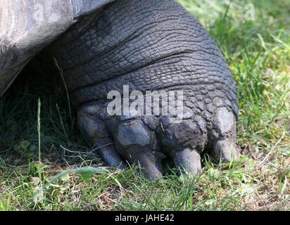 Extreme Nahaufnahme des Hinterbeines und Klaue von einer Galapagos-Riesenschildkröte (Chelonoidis Nigra). Stockfoto