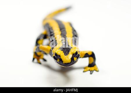 Der Feuersalamander in Die Kamera Schaut Isoliert Auf weiß Stockfoto