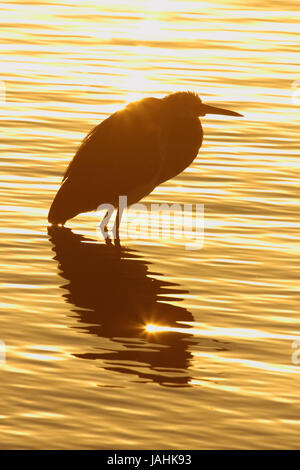 Great Blue Heron Silhouette gegen den Sonnenaufgang und den Atlantischen Ozean in den Everglades von Florida. Stockfoto