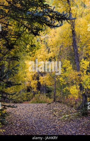 Herbstfarben in der Nähe von Telluride Town Park Campingplatz, Telluride, Colorado. Stockfoto