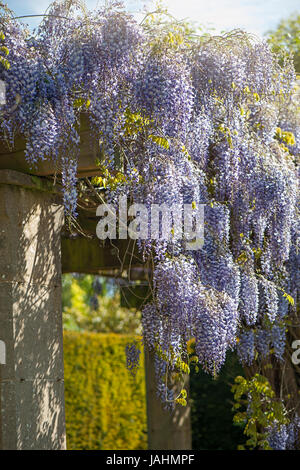 Schönen Sommer blühende Wisteria Sinensis lila Blumen Stockfoto