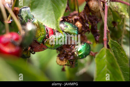 Fraktion der Grünen Früchte Käfer essen Kirschen. Stockfoto