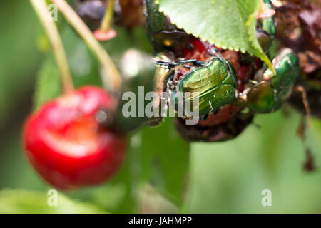 Fraktion der Grünen Früchte Käfer essen Kirschen, Nahaufnahme. Stockfoto