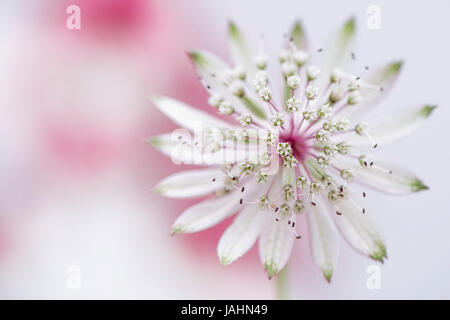 Nahaufnahme Bild der schönen Sommer blühenden Astrantia große Blume auch bekannt als Meisterwurz. Stockfoto