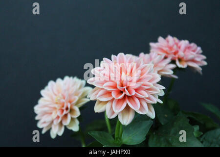 Atemberaubende Pfirsich-rosa Däumelinchen Dahlia Blumen in voller Blüte auf einem schwarzen Hintergrund Stockfoto