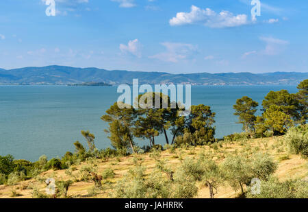 Panorama des Lago Trasimeno aus Castiglione del Lago, Umbrien, Italien Stockfoto