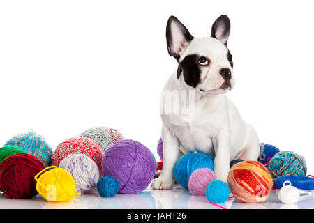 Französische Bulldogge Welpen mit einem Wolle-Kugeln isoliert auf weißem Hintergrund. Stockfoto