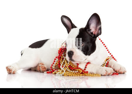 Entzückende französische Bulldogge tragen Schmuck auf weißem Hintergrund. Französische Bulldogge Welpen Porträt auf weißem Hintergrund Stockfoto