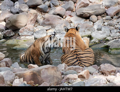 Mutter / Tigerin und Cub in einem Bach abkühlen und wird freundlich / verspielt Stockfoto