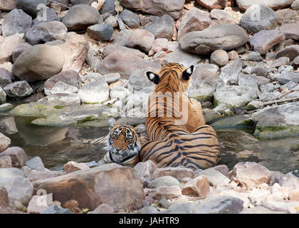 Mutter / Tigerin und Cub in einem Bach abkühlen und wird freundlich / verspielt Stockfoto