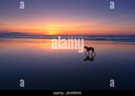 Hund am Strand spazieren Stockfoto