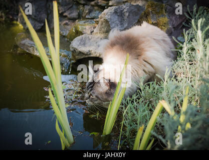 Rassekatze Ragdoll trinken aus einem Teich Stockfoto