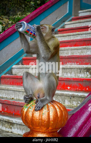 Kuala Lumpur, Malaysia - 9. März 2017: Affen trinken Getränkedose in der Treppe zu Batu Caves, einem Kalkstein-Hügel mit großen und kleinen Höhlen und Höhlentempel und ein sehr beliebtes Hindu-Schrein außerhalb Indiens. Stockfoto