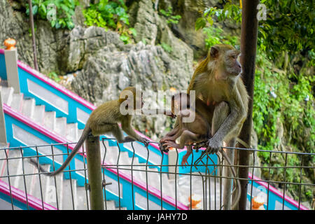 Nahaufnahme der Affe in Batu Caves, Malaysia Stockfoto