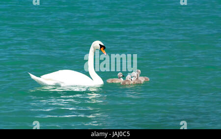 Schwan Familie am Plattensee, Ungarn Stockfoto