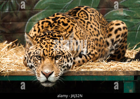 Leopard fertig zu stürzen Stockfoto