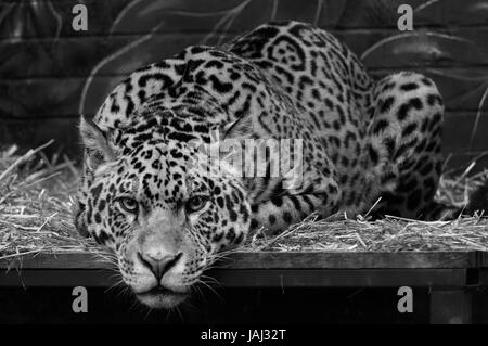 Leopard fertig zu stürzen Stockfoto