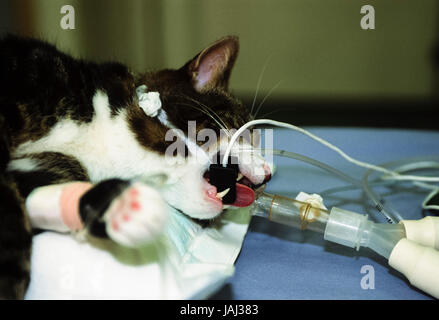 Tierärzte, die auf eine Katze, blaues Kreuz Animal Hospital, Victoria, London, Vereinigtes Königreich Stockfoto
