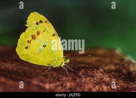 Gemeinsame Gras gelb, Schmetterling, (Eurema hecabe), Keoladeo Ghana National Park, Bharatpur, Rajasthan, Indien Stockfoto