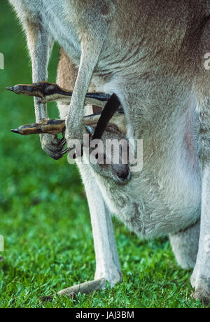 Erwachsene Frau Eastern Grey Kangaroo, Macropus giganteus), mit Joey im Beutel, New South Wales, Australien Stockfoto