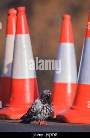 Wilde Taube, Columba Livia Domestica, auf der Straße neben dem Leitkegel, London, Vereinigtes Königreich Stockfoto