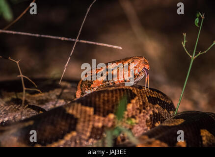 Indischer Rock Python, Python aus, Keoladeo Ghana Nationalpark, Bharatpur, Rajasthan, Indien Stockfoto