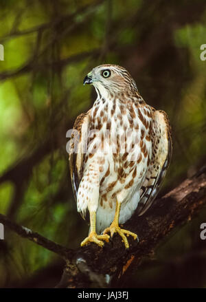 Shikra, Accipiter badius, juvenile, Keoladeo National Park, Bharatpur, Rajasthan, Indien Stockfoto