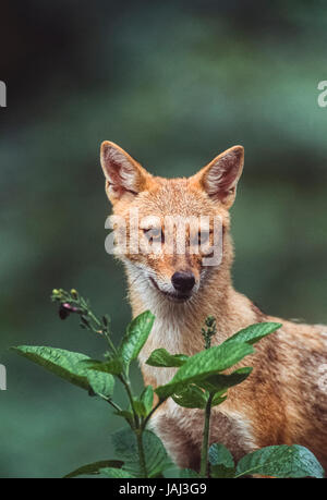 Indische Schakal, Canis Aureus Indicus, Keoladeo Ghana Nationalpark, Bharatpur, Rajasthan, Indien Stockfoto