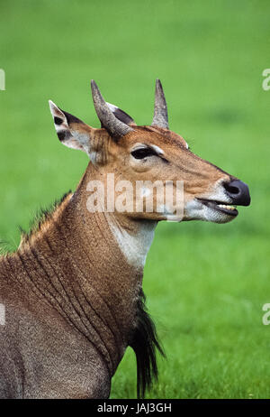 Junge, männliche Nilgai, Boselaphus Tragocamelus Keoladeo Ghana Nationalpark, Bharatpur, Rajasthan, Indien Stockfoto