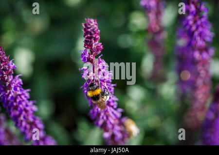 Lila Salvia (Salbei) blühende Spätfrühling Frühsommer zieht Seeadler Hummel (Bombus Lucorum), attraktiv für Bestäuber für die Bestäubung Stockfoto