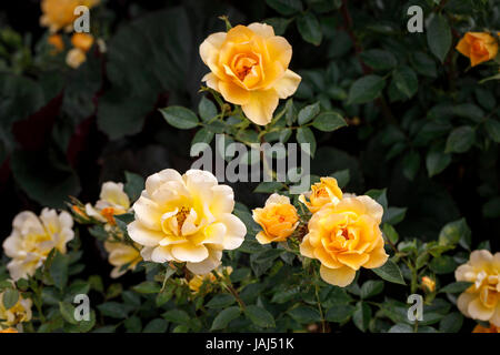 Orange Floribunda Rosa Gold Spice 'Frymega' blüht im späten Frühjahr Frühsommer im Südosten RHS Gärten Wisley, Surrey, England, UK Stockfoto