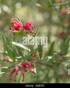 Australische Wildblumen Grevillea Pracht Strauch mit rote Spinne Blumen Blüten im winter Stockfoto