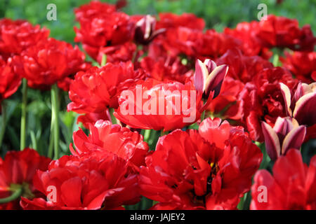 Roten und bunten Tulpen Blumen in Ottawa Tulip Fest, Ontario, Kanada, Hintergrund, Akzent auf rote Tulpen Stockfoto