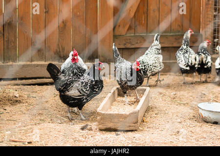 Dekorative Hühner von schwarzen und weißen Farbe Fuß in das Gehäuse Stockfoto