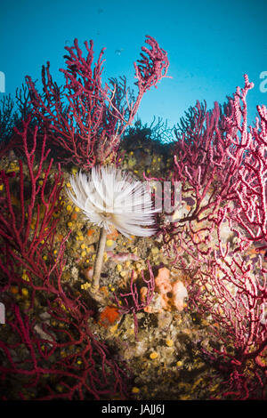 Schraubensabelle im Korallenriff, Spirographis Spallanzani, Cap de Creus, Costa Brava, Spanien Stockfoto