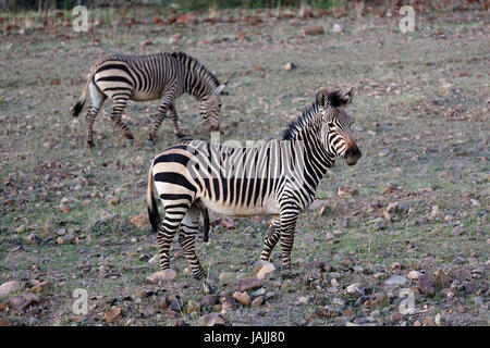 Zwei Zebras, Namibia. Stockfoto