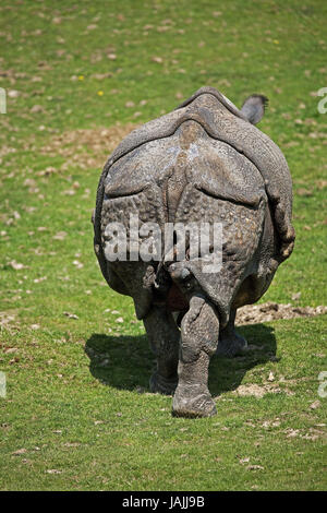 Indischen gepanzerten Nashorn oder Panzernashorn, Rhinoceros Unicornis, Weibchen, Rückansicht, Stockfoto