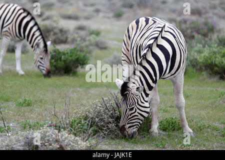 Zwei Zebras grasen auf dem Rasen im Etosha NP, Namibia. Stockfoto