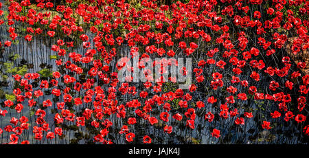 Keramik Mohn auf dem Display an Yorkshire Skulptur Teil, Wakefield, West, Bretton. Stockfoto