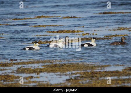 Männliche und weibliche Eider Enten auf Loch Flotte in Sutherland; Schottland. UK Stockfoto