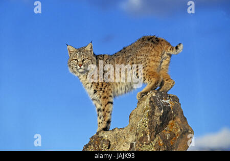 Roter Luchs Lynx Rufus, Felsen, Kanada, Stockfoto