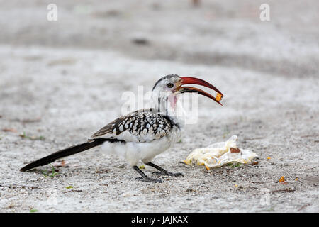 Damara rot-billed Hornbill, Etosha National Prak, Namibia. Stockfoto
