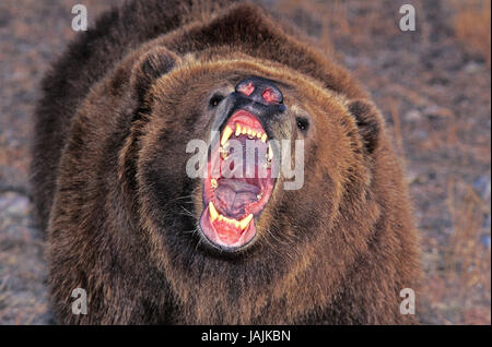 Kodiakbär, Ursus Arctos Middendorffi öffnen Mund, Alaska, Stockfoto
