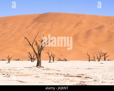 Tote Camelthorn (Acacia Erioloba) Bäume im Dead Vlei, Namib-Naukluft-Nationalpark, Namibia Stockfoto