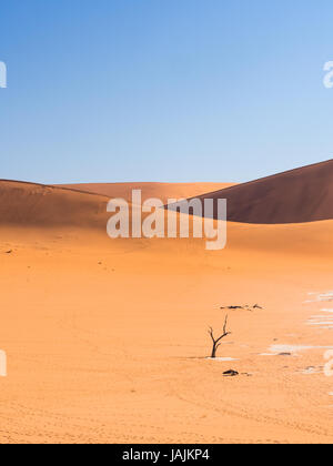 Tote Camelthorn (Acacia Erioloba) Bäume im Dead Vlei, Namib-Naukluft-Nationalpark, Namibia Stockfoto